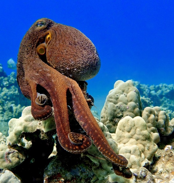 Boss... portrait of red day octopus  by Tatiana Gonnason