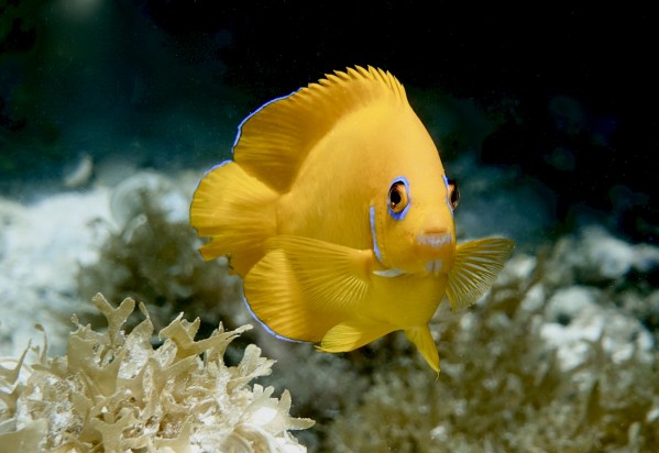 A tiny beauty  by Tatiana Gonnason