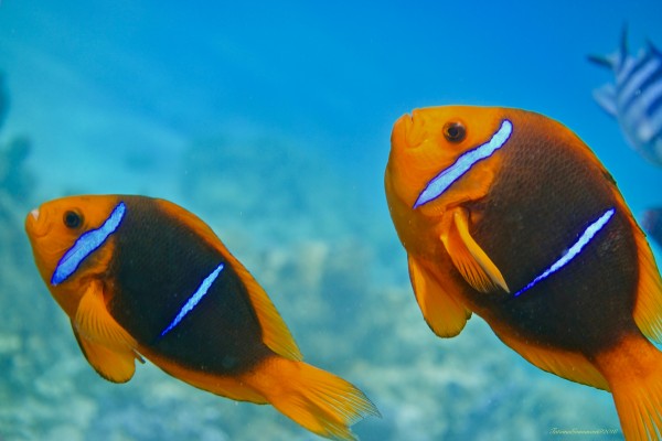 Twins clown fish Print
