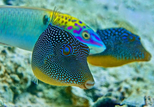 Blue world  by Tatiana Gonnason