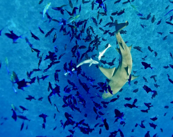 Lemon shark  by Tatiana Gonnason