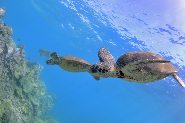 Green sea turtles  by Tatiana Gonnason