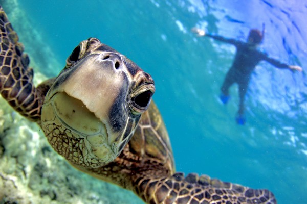 Curiosity  by Tatiana Gonnason