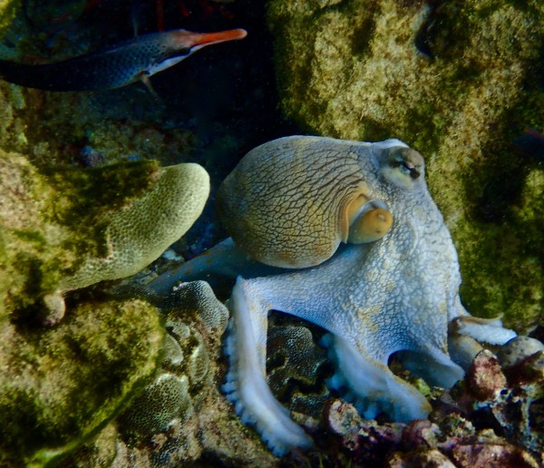 Octopus garden  by Tatiana Gonnason