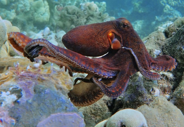 Octopus garden  Print