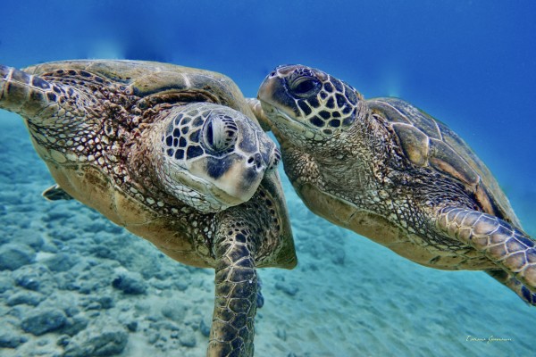 Lets talk  by Tatiana Gonnason