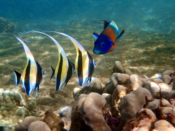 A school in session. juvenile moorish idol by Tatiana Gonnason