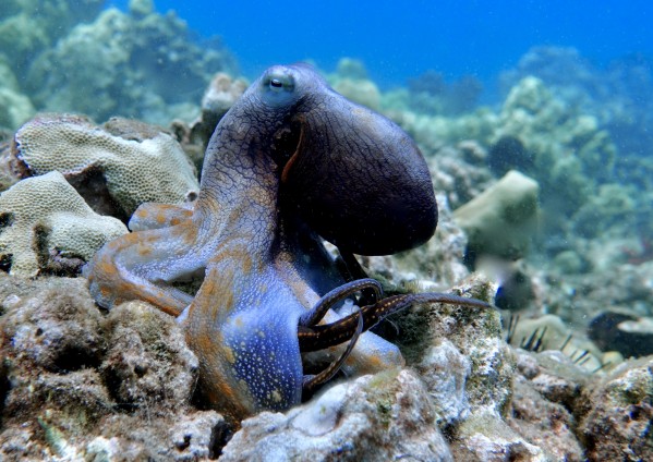 Blue Octopus by Tatiana Gonnason