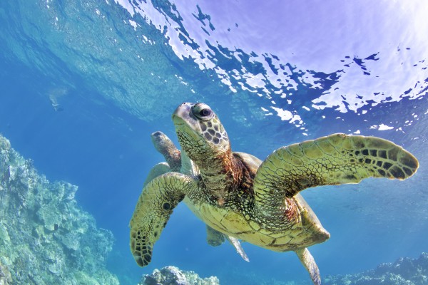 Blue world  by Tatiana Gonnason