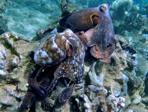 Octo love  by Tatiana Gonnason