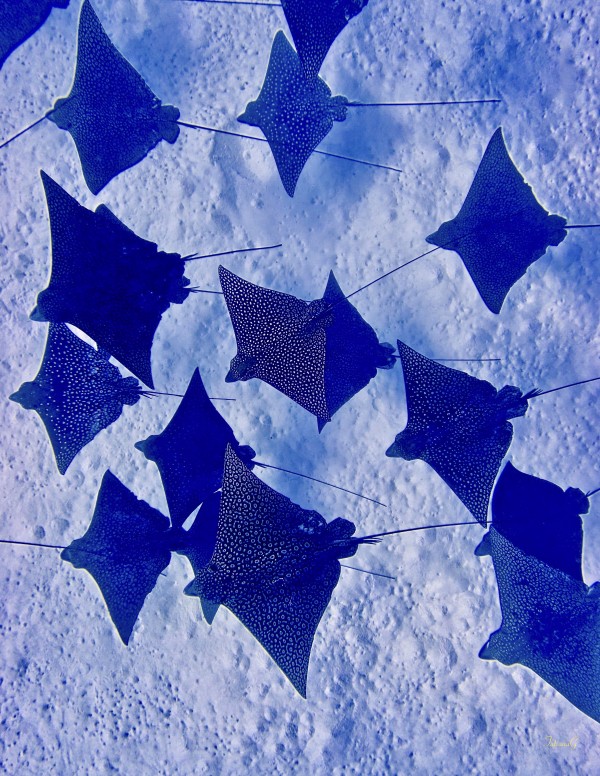 Flying...a school of eagle rays by Tatiana Gonnason