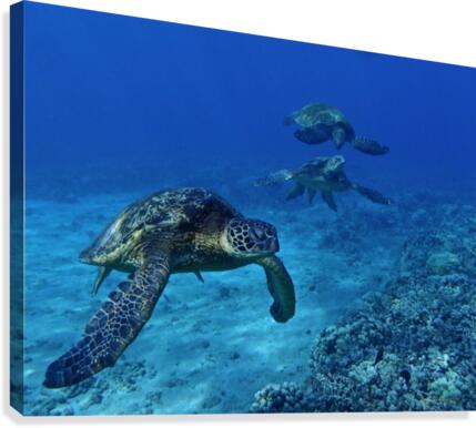 Three sisters  Canvas Print