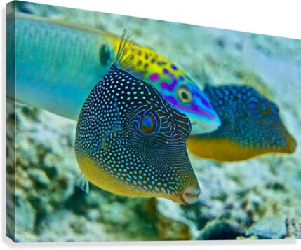 Blue world  Canvas Print