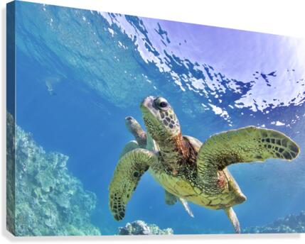 Blue world  Canvas Print