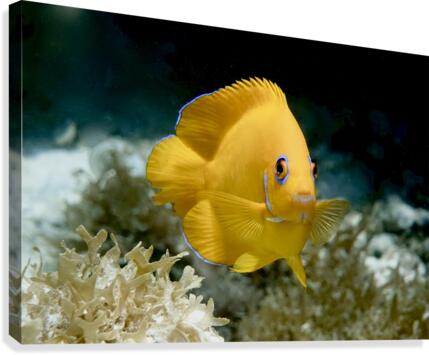 A tiny beauty  Canvas Print