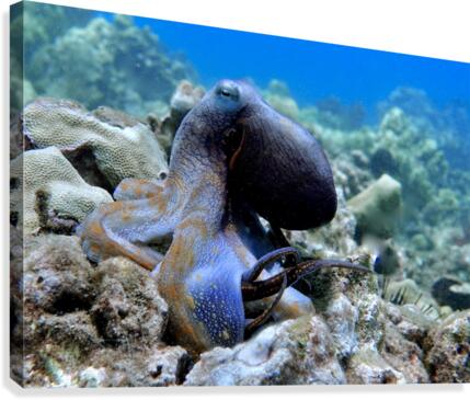 Blue Octopus Canvas Print