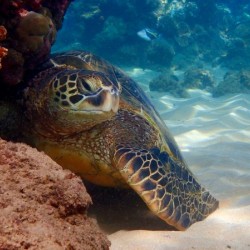 Afternoon  a resting green sea turtle 