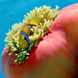 My home my castle  a clown fish and its anemone 