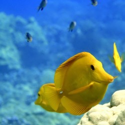 Yellow  a yellow tang 
