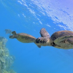 Green sea turtles 