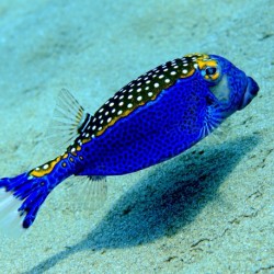 Like a blue bird blue box fish