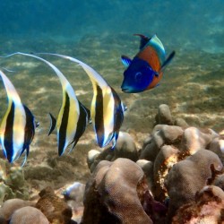 A school in session. juvenile moorish idol