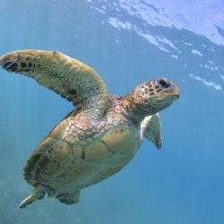 Flying. A green sea turtle 