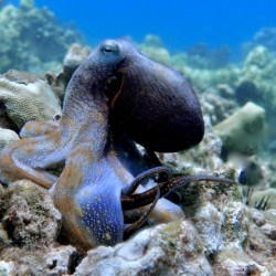 Blue Octopus