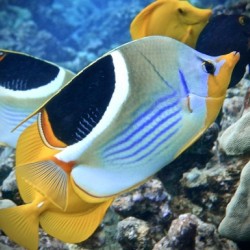 A sadleback butterflyfish 