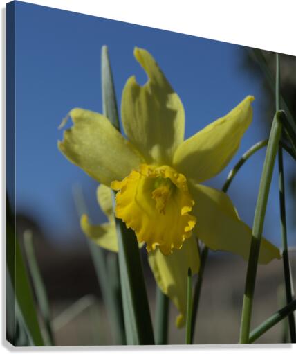 Daffodil Canvas Print