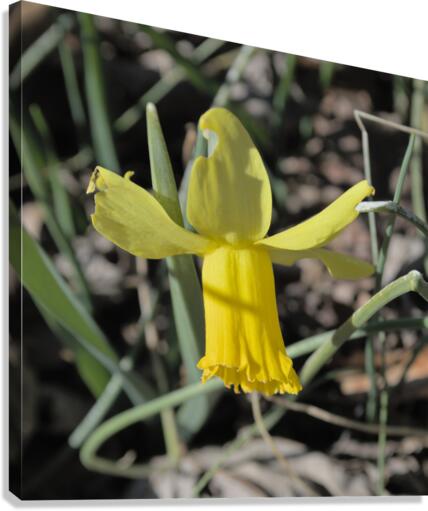 Bowing Daffodil Canvas Print