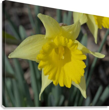 Single Daffodil Canvas Print