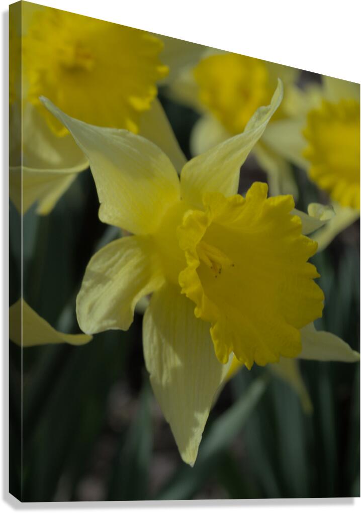 Daffodil A Side View Canvas Print
