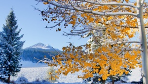 Peaking Through the Gold