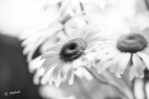 Impressions of a Wildflower