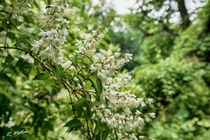 Lovely White Wildflowers