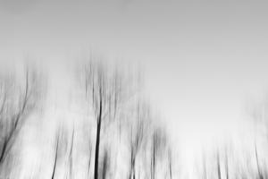 The Trees of November