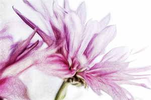 Enchanting Garden Flowers IV