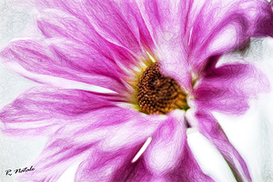 Enchanting Garden Flowers III