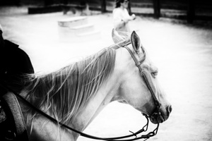 Horse Next in Line BW