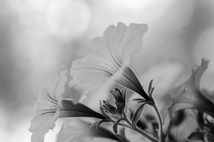 Spring Petunias in the Garden