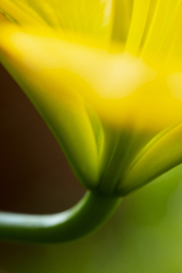 Impressions of a Yellow Lily