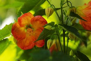 Abutilon Flowering Maple