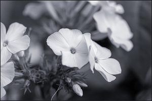 Summer Phlox Flowers Blue Tone 