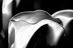 Calla Lilies BW