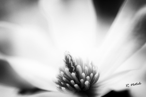 White Magnolia Flower Spring BW
