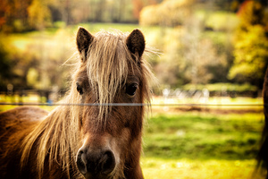 Portrait of a Little Pony