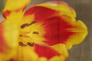 Ode to Spring Tulips 2