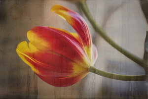 Ode to Spring Tullips