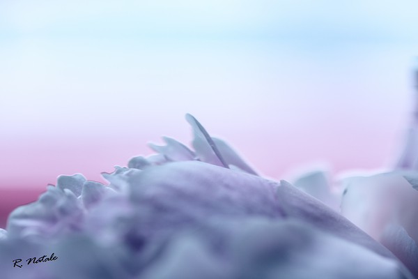 Impressions of a Pink Peony Flower Pastel Print